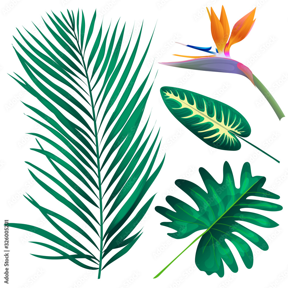 Vector Realistic Illustration Set Of Tropical Leaves And Flowers Vector Realistic Illustration Set Of Tropical Leaves And Flowers