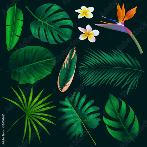 Vector realistic illustration set of tropical leaves and flowers isolated on white background. Highly detailed colorful plant collection. Botanical elements for cosmetics, spa, beauty care products