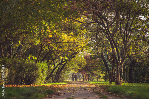 Jesienny spacer pary staruszków pośród drzew