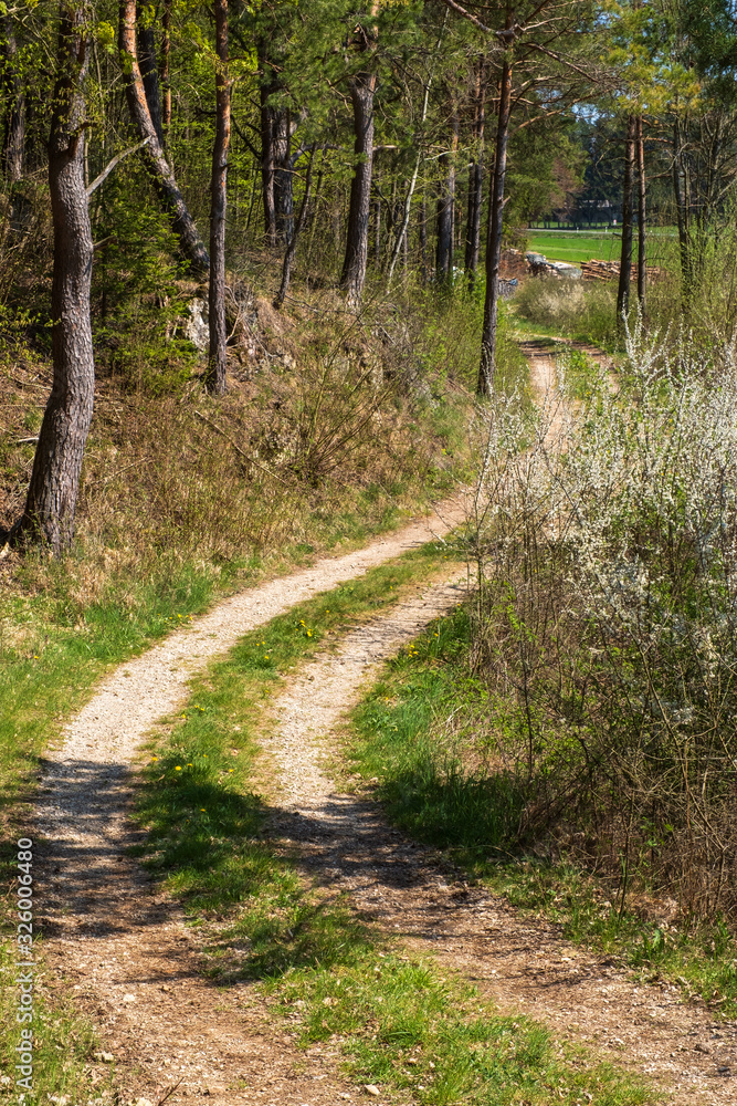 Fototapeta premium Ein Waldweg in der Fränkischen Schweiz/Deutschland im Frühling