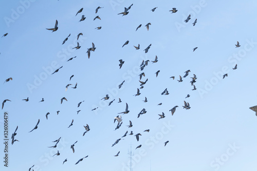 pigeons flying in a blue sky
