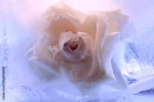 Background of rose  flower    in ice   cube with air bubbles.