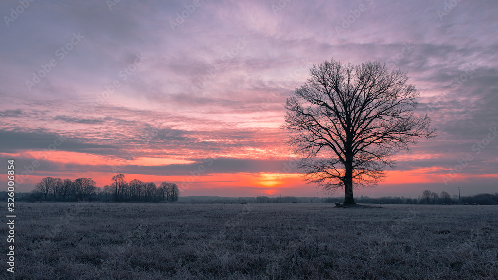 Beautiful landscape of a tree at sunrise