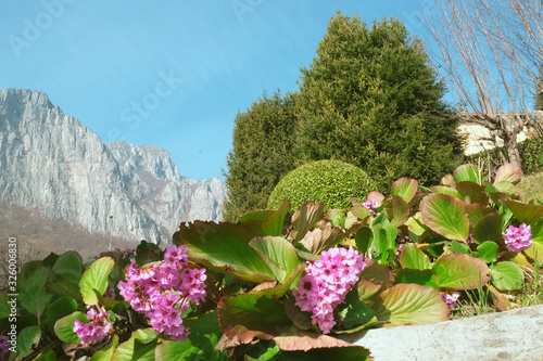 flowers on top of mountain