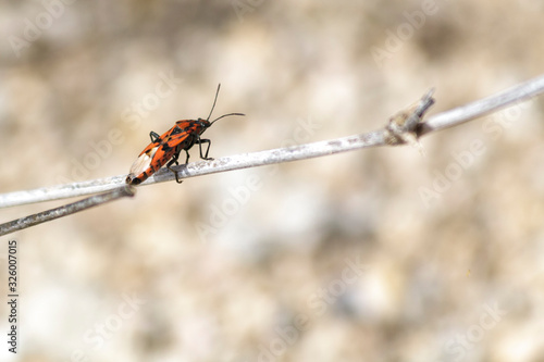 Corizus hyoscyami, a red bug of the Rhopalidae family © Alberto