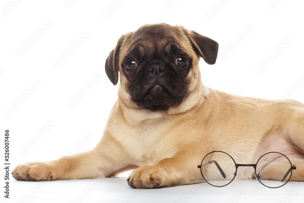 Pug puppy with glasses, isolated on white