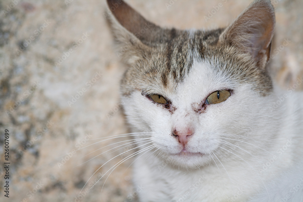 cat with rheum looking at camera