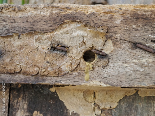 view the nest of carpenter bee (Xylocopa) on wood pallet texture background.