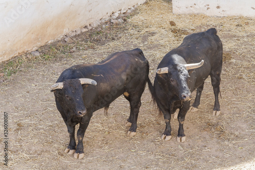 Bulls of Lidia in the corrals of the square