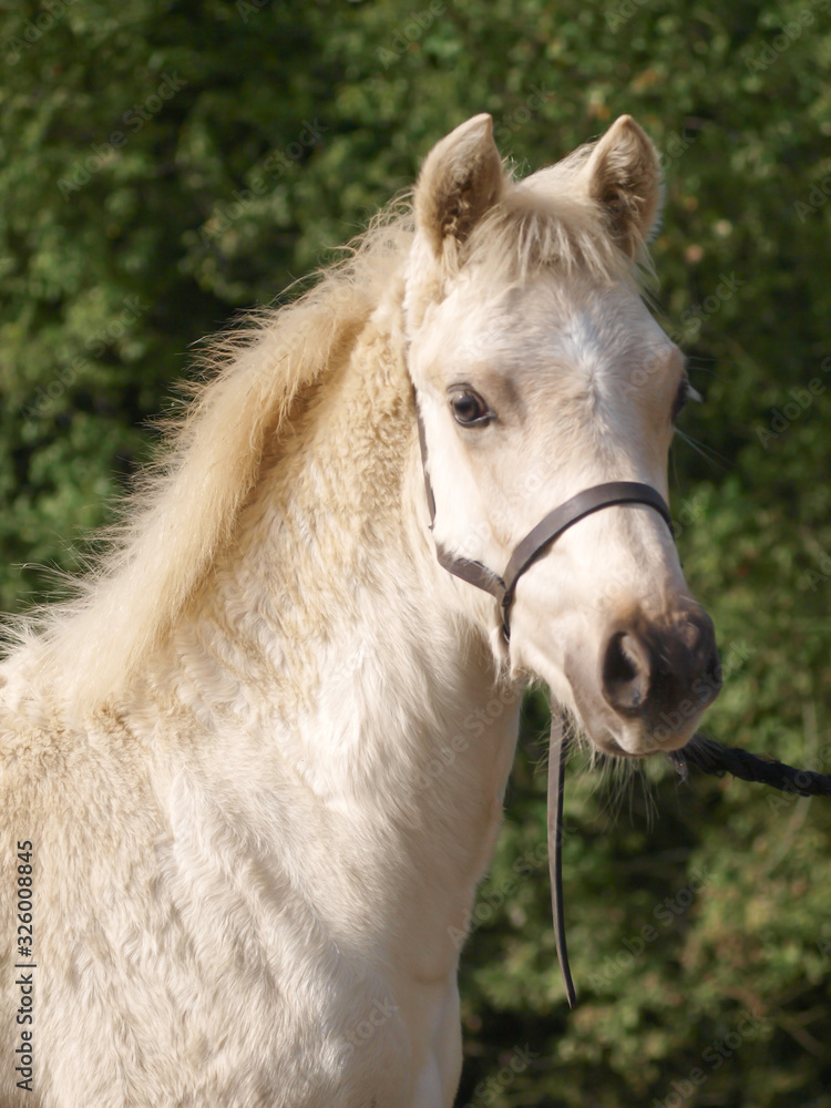 Fototapeta premium Welsh Foal Headshot