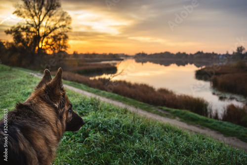 pies podziwiający jesienny wschód słońca nad jeziorem