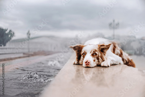 Fototapeta Naklejka Na Ścianę i Meble -  sad border collie dog lying down near the city canal
