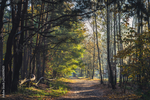 Jesienny poranek w lesie © af-mar