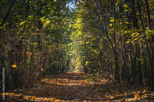 jesień w lesie © af-mar
