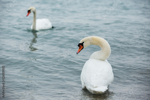 Lac L  man sous la glace avec la bise noir