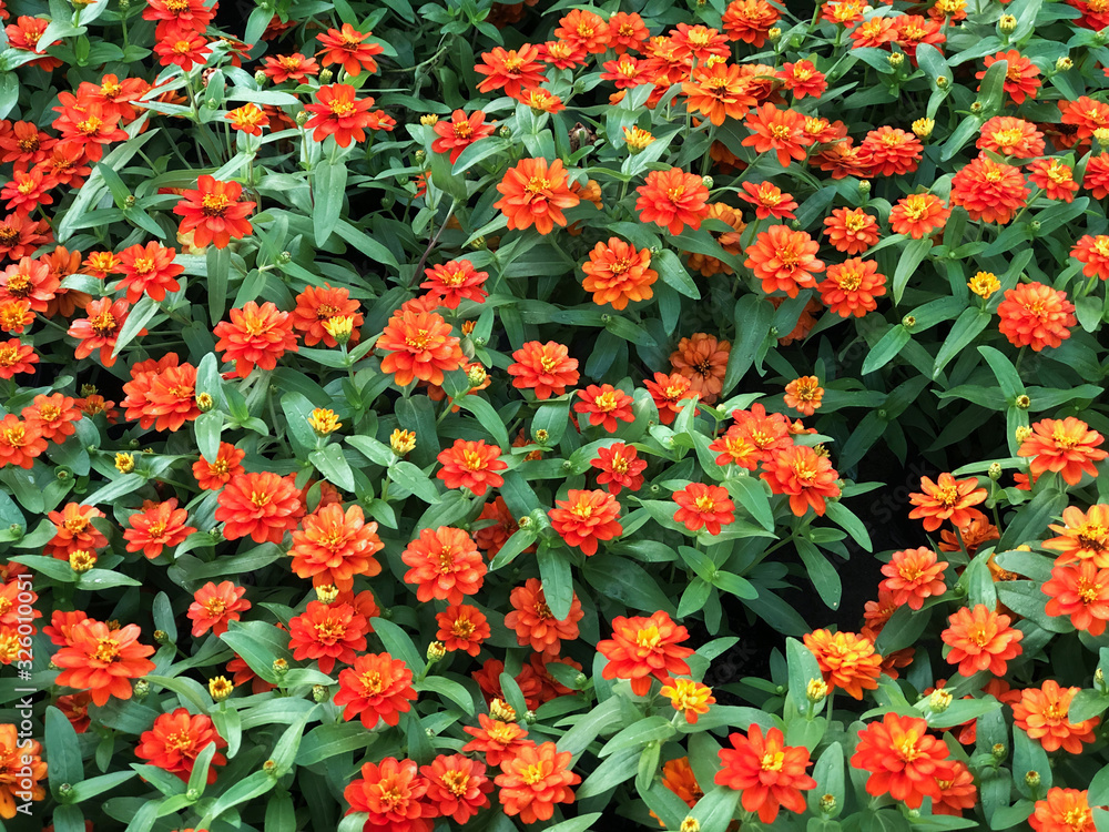 Naklejka premium Orange Zinnia Angustifolia, the narrow-leaf zinnia blooming in the garden, Hybrids between Z. angustifolia and other species of Zinna are popular garden plants, beautiful in the morning with sunlight.