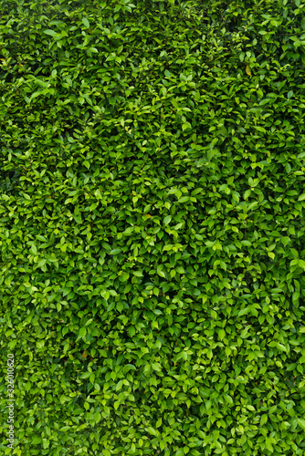 Loach plants green wall background