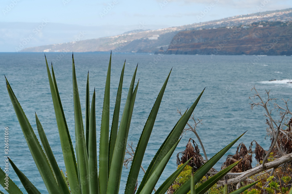 Atlantic ocean and exotic plants on Tenerife island, Canary islands