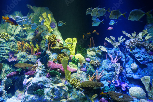 Fototapeta Naklejka Na Ścianę i Meble -  Big aquarium with corals and fishes