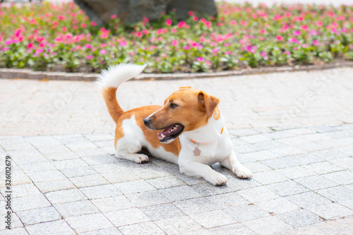 Funny jack russell Terrier puppy in the park on a summer sunny day. Dog with a collar on a background of flowers