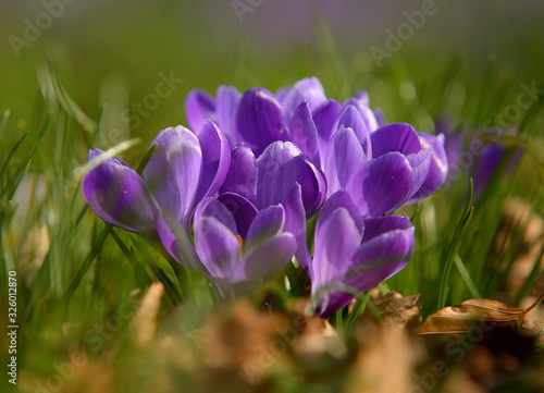 purple crocus in spring © DirkJan