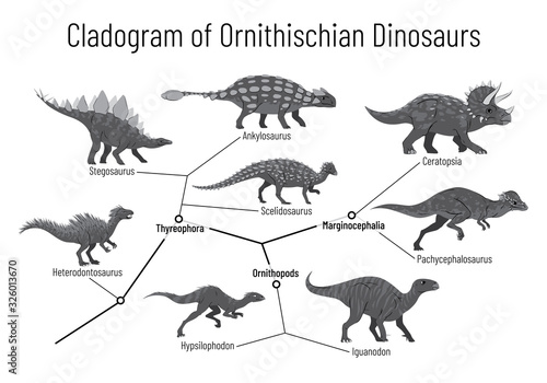 Cladogram of ornithischian dinosaurs. Monochrome vector illustration of diagram showing relations among ornithischia - thyreophora, ornithopods, marginocephalia. Dinosaurs on white background.