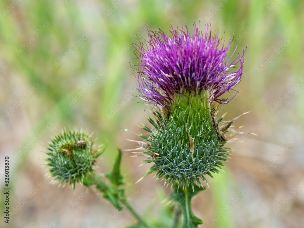 Thistle - Carduus acanthoides, known as the spiny plumeless thistle, welted thistle, or plumeless thistle Thistle - Carduus acanthoides, known as the spiny plumeless thistle, welted thistle, or plumeless thistle