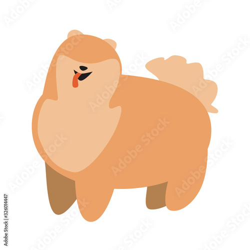 A spitz is smiling and isolated on a blue background for design or print, a flat vector stock illustration with doodle pet or happy dog ​​as a concept of joy