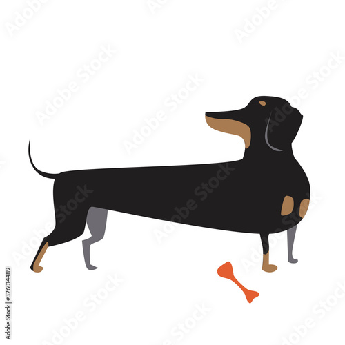 A dachshund and a bone isolated on a white background for design or print, a flat vector stock illustration with a doodle pet or domestic black dog
