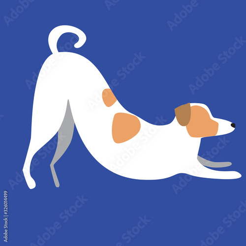 A Jack Russell Terrier stretches and isolated on a blue background for design or print, a flat vector stock illustration with doodle pet or dog as a yoga concept