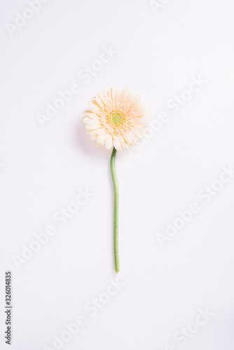 Gerberer Blume auf weißem Hintergrund