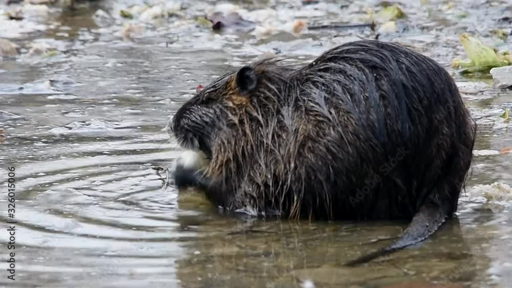 Das Nutria beim Fressen am Flussufer (Originalton) Das Nutria beim Fressen am Flussufer (Originalton)
