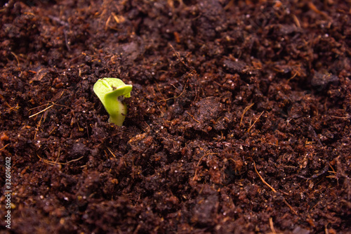 Young flower begin their life from the earth. Small sprout. Sprouting seeds. Spring.