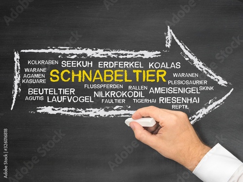 Photography Schnabeltier
