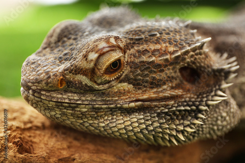 Bearded lizard  Pogona barbata  on tree branch  closeup. Exotic pet