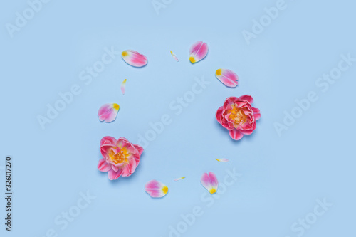 Ring of flowers and petals of a tulip on the blue background. Minimalistic spring frame.