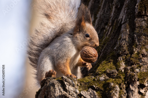 squirrel in autumn Park © alexbush