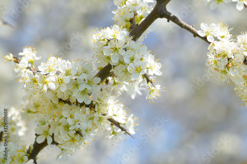 Obraz na płótnie Schlehdorn (Prunus spinosa) im Frühjahr