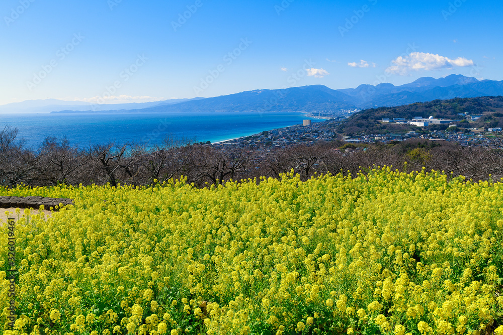 Sagami Bay and rape blossoms in full bloom seen from Azumayama Park.