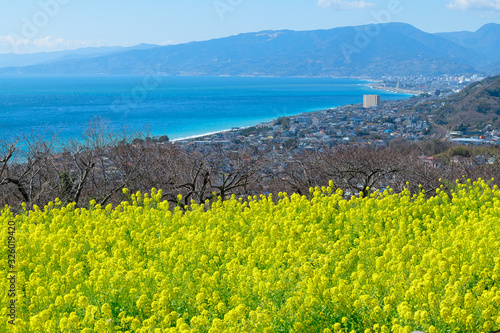 Sagami Bay and rape blossoms in full bloom seen from Azumayama Park. photo