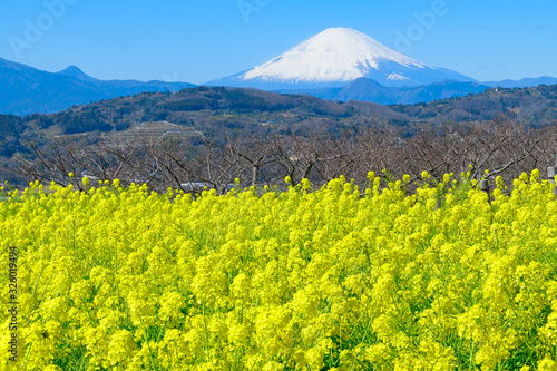 Mt fuji and rape blossoms in full bloom seen from Azumayama Park