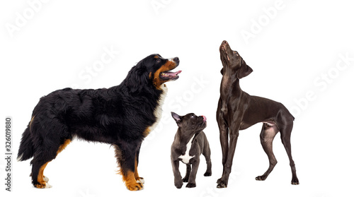 dog looking sideways up on an isolated white background