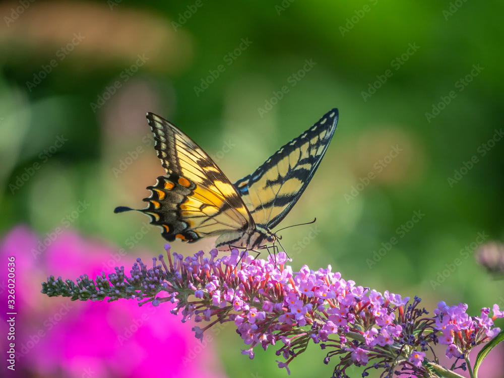 Papilio glaucus, eastern tiger swallowtail, Papilio glaucus, eastern tiger swallowtail,