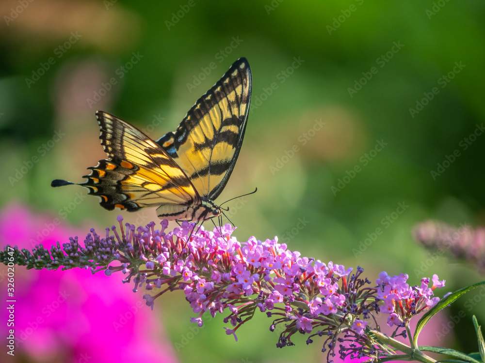 Papilio glaucus, eastern tiger swallowtail, Papilio glaucus, eastern tiger swallowtail,