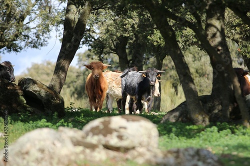 calf bull in the wild 