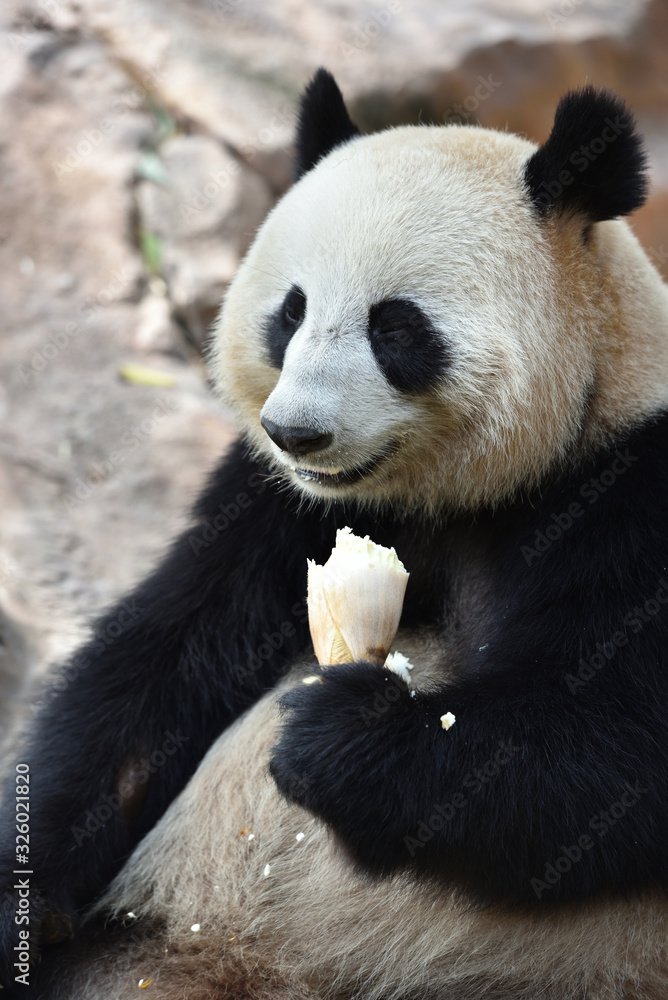 Fototapeta premium Close-up of Giant Panda in China