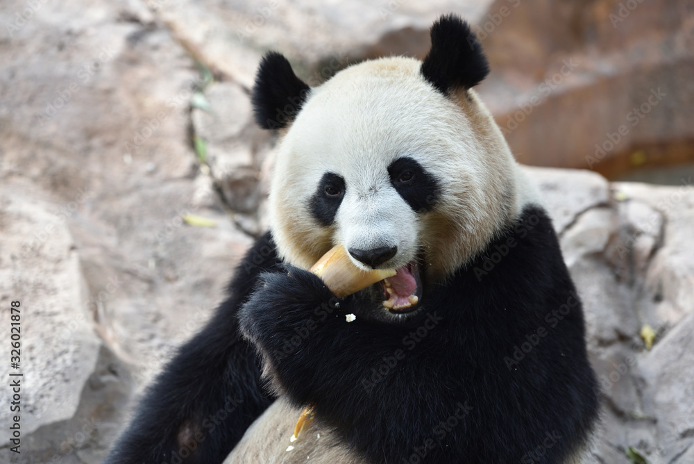 Fototapeta premium Close-up of Giant Panda in China