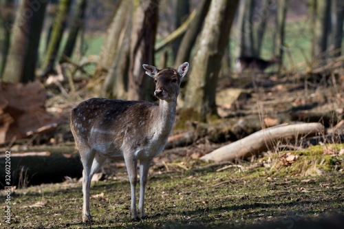 Fototapeta Naklejka Na Ścianę i Meble -  Fallow deer (Dama Dama) in natural environment, Carpathian forest, Slovakia, Europe