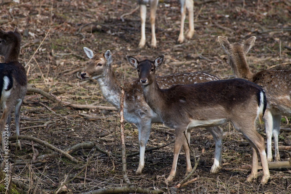 Fallow deer (Dama Dama) in natural environment, Carpathian forest, Slovakia, Europe Fallow deer (Dama Dama) in natural environment, Carpathian forest, Slovakia, Europe
