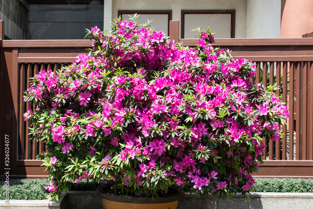 Fototapeta premium Lila Rhodendron.